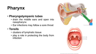 Pharynx
• Pharyngotympanic tubes
• drain the middle ears and open into
nasopharynx
• Ear infections may follow a sore throat
• Tonsils
• clusters of lymphatic tissue
• play a role in protecting the body from
infection
 
