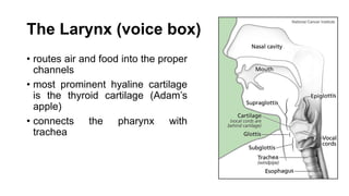 The Larynx (voice box)
• routes air and food into the proper
channels
• most prominent hyaline cartilage
is the thyroid cartilage (Adam’s
apple)
• connects the pharynx with
trachea
 