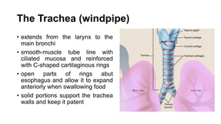 The Trachea (windpipe)
• extends from the larynx to the
main bronchi
• smooth-muscle tube line with
ciliated mucosa and reinforced
with C-shaped cartilaginous rings
• open parts of rings abut
esophagus and allow it to expand
anteriorly when swallowing food
• solid portions support the trachea
walls and keep it patent
 