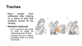 Trachea
• Many people have
suffocated after choking
on a piece of food that
suddenly closed off the
trachea.
• Heimlich maneuver
• air in a person’s own lungs
is used to expel an
obstructing piece of food
• cracked ribs are a distinct
possibility when it is done
incorrectly
 