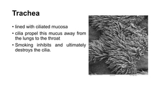 Trachea
• lined with ciliated mucosa
• cilia propel this mucus away from
the lungs to the throat
• Smoking inhibits and ultimately
destroys the cilia.
 
