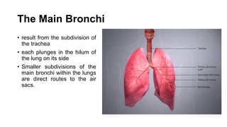 The Main Bronchi
• result from the subdivision of
the trachea
• each plunges in the hilum of
the lung on its side
• Smaller subdivisions of the
main bronchi within the lungs
are direct routes to the air
sacs.
 