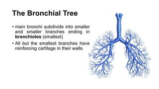 The Bronchial Tree
• main bronchi subdivide into smaller
and smaller branches ending in
bronchioles (smallest)
• All but the smallest branches have
reinforcing cartilage in their walls.
 
