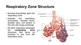 Respiratory Zone Structure
• terminal bronchioles lead into
respiratory zone
• includes the respiratory
bronchioles, alveolar ducts,
alveolar sacs, and alveoli, is
the only site of gas exchange
• All other respiratory passages
are conducting zone
structures that serve as
conduits to and from the
respiratory zone.
 