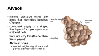 Alveoli
• millions clustered inside the
lungs that resembles bunches
of grapes
• composed largely of a single,
thin layer of simple squamous
epithelial cells
• walls are very thin (thinner than
tissue paper)
• Alveolar pores
• connect neighboring air sacs and
provide alternative routes for air
 