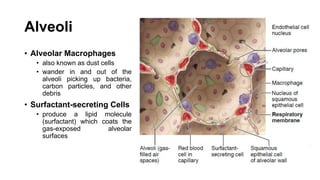 Alveoli
• Alveolar Macrophages
• also known as dust cells
• wander in and out of the
alveoli picking up bacteria,
carbon particles, and other
debris
• Surfactant-secreting Cells
• produce a lipid molecule
(surfactant) which coats the
gas-exposed alveolar
surfaces
 