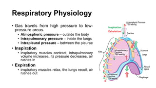 Respiratory Physiology
• Gas travels from high pressure to low-
pressure areas.
• Atmospheric pressure – outside the body
• Intrapulmonary pressure – inside the lungs
• Intrapleural pressure – between the pleurae
• Inspiration
• inspiratory muscles contract, intrapulmonary
volume increases, its pressure decreases, air
rushes in
• Expiration
• inspiratory muscles relax, the lungs recoil, air
rushes out
 