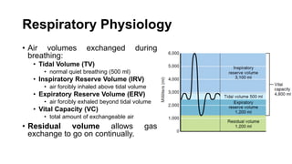 Respiratory Physiology
• Air volumes exchanged during
breathing:
• Tidal Volume (TV)
• normal quiet breathing (500 ml)
• Inspiratory Reserve Volume (IRV)
• air forcibly inhaled above tidal volume
• Expiratory Reserve Volume (ERV)
• air forcibly exhaled beyond tidal volume
• Vital Capacity (VC)
• total amount of exchangeable air
• Residual volume allows gas
exchange to go on continually.
 