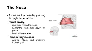 The Nose
• Air enters the nose by passing
through the nostrils.
• Nasal cavity
• chamber within the nose
• separated from oral cavity by
palate
• lined with mucosa
• Respiratory mucosa
• warms, filters and moistens
incoming air
 