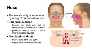 Nose
• The nasal cavity is surrounded
by a ring of paranasal sinuses.
• Paranasal sinuses
• lighten the skull and act as
resonance chambers for speech
• produce mucus which drains
into the nasal cavities
• Nasolacrimal ducts
• drain tears from the eyes
• empty into the nasal cavities
 