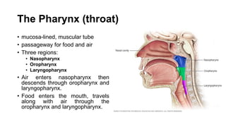 The Pharynx (throat)
• mucosa-lined, muscular tube
• passageway for food and air
• Three regions:
• Nasopharynx
• Oropharynx
• Laryngopharynx
• Air enters nasopharynx then
descends through oropharynx and
laryngopharynx.
• Food enters the mouth, travels
along with air through the
oropharynx and laryngopharynx.
 