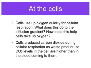 respiratory_system.ppt