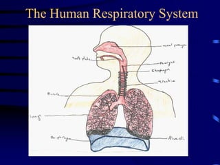 The Human Respiratory System
 