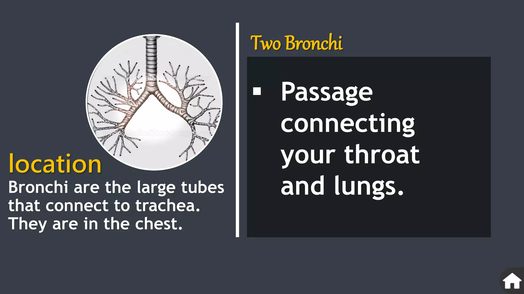 Two Bronchi
 Passage
connecting
your throat
and lungs.
Bronchi are the large tubes
that connect to trachea.
They are in the chest.
location
 