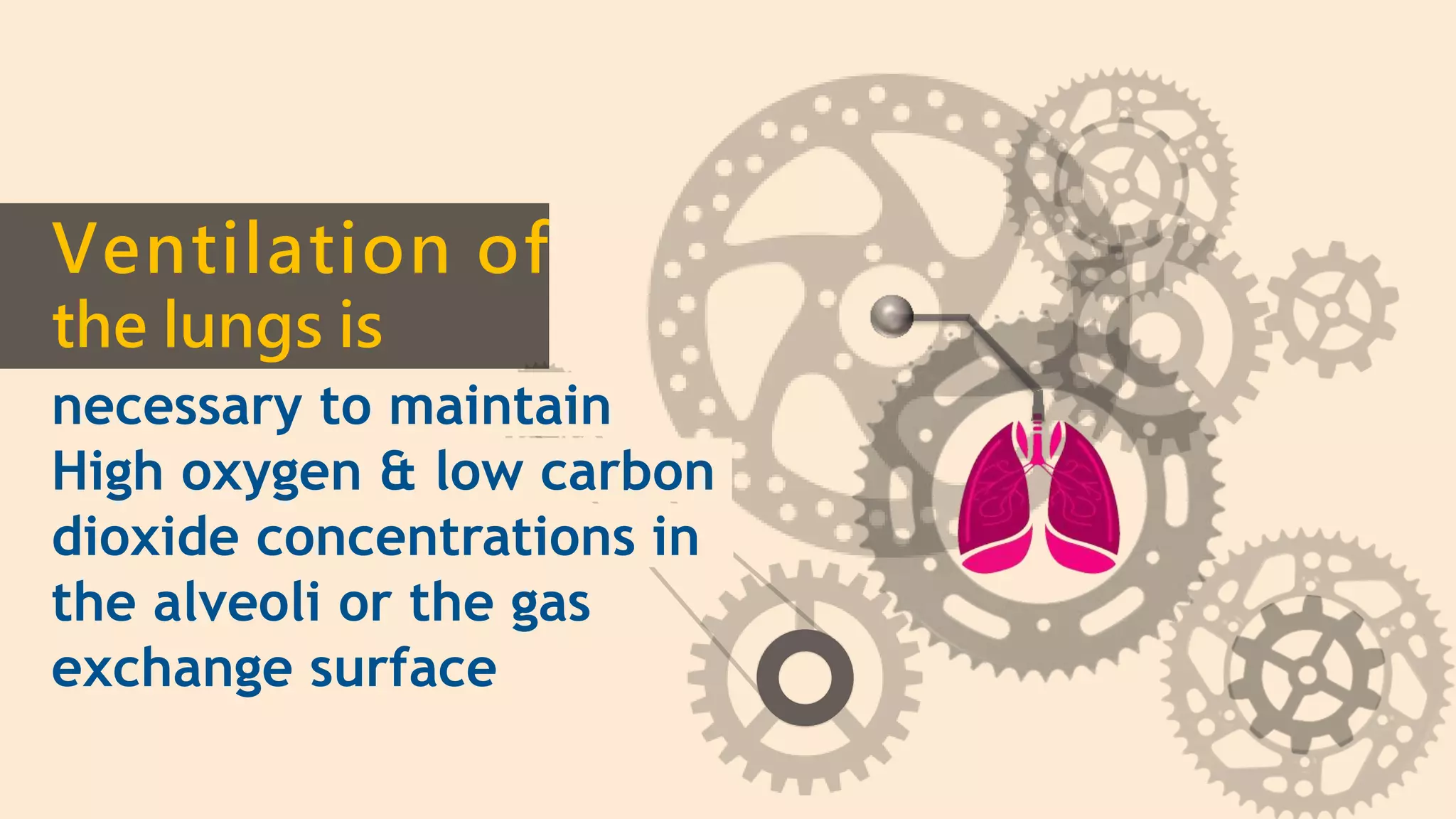 Ventilation of
the lungs is
necessary to maintain
High oxygen & low carbon
dioxide concentrations in
the alveoli or the gas
exchange surface
 