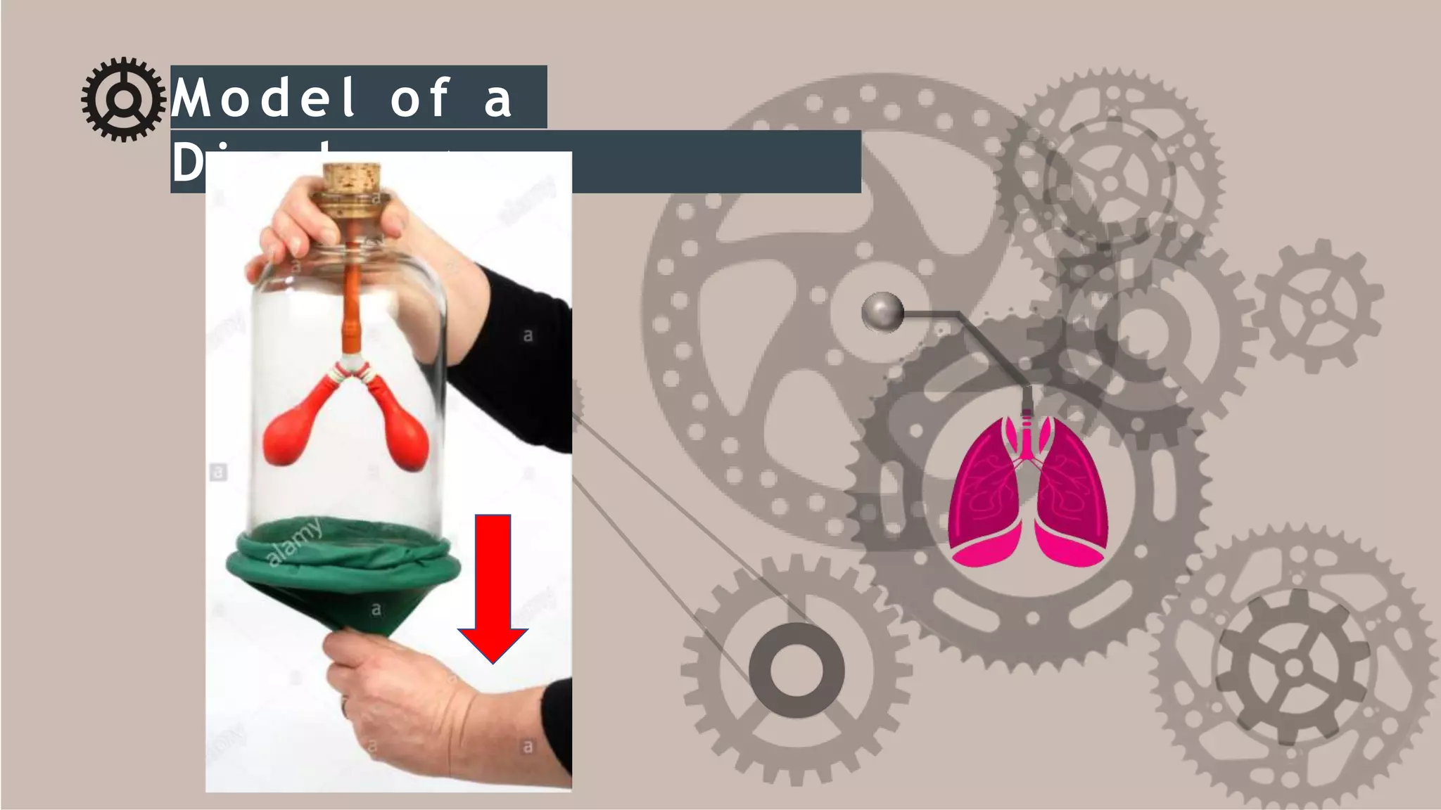 M o d e l o f a
D i a p h ra g m
 