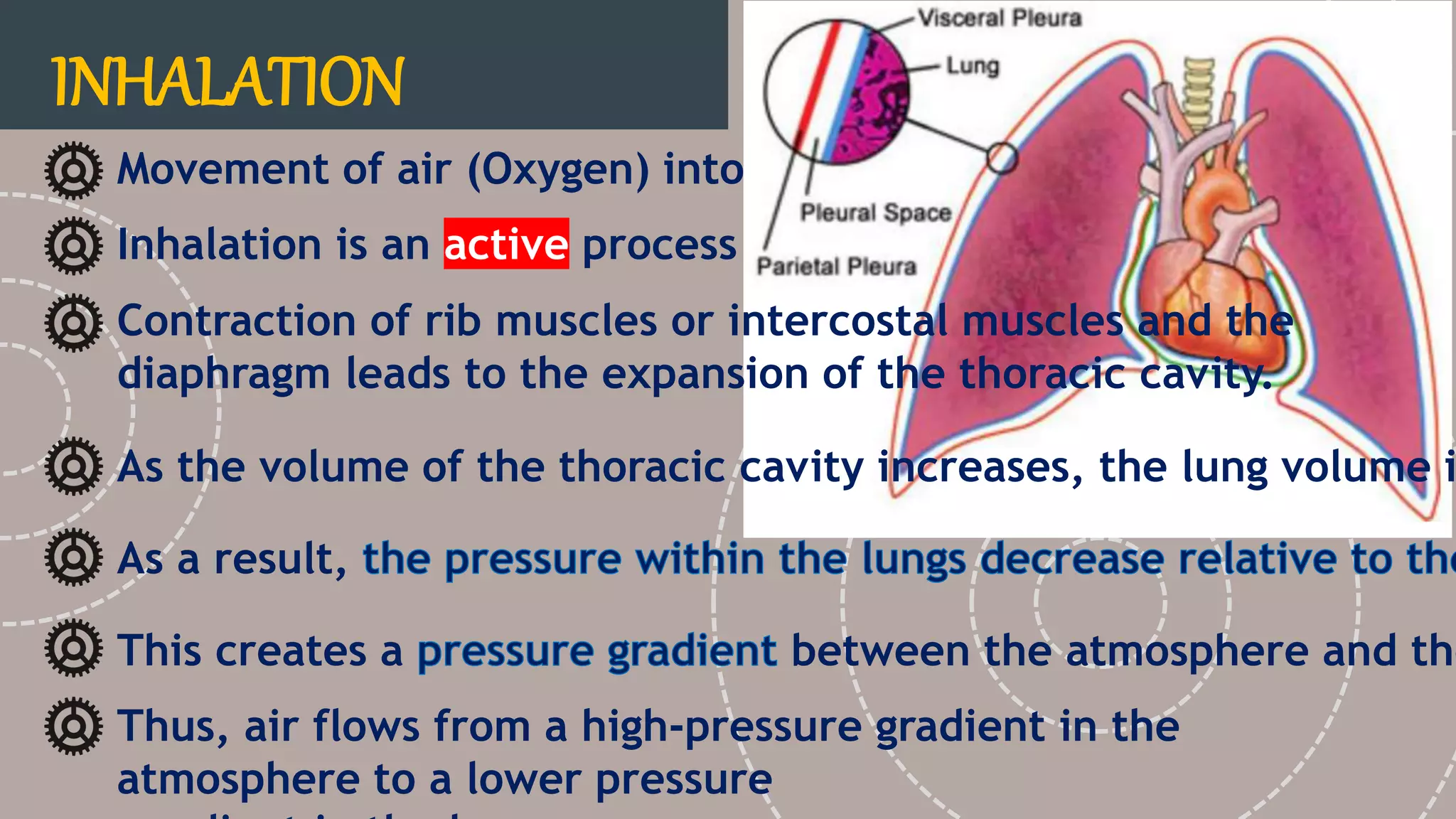 INHALATION
Movement of air (Oxygen) into the lungs.
Inhalation is an active process
This creates a between the atmosphere and the
As a result,
Contraction of rib muscles or intercostal muscles and the
diaphragm leads to the expansion of the thoracic cavity.
Thus, air flows from a high-pressure gradient in the
atmosphere to a lower pressure
As the volume of the thoracic cavity increases, the lung volume i
 