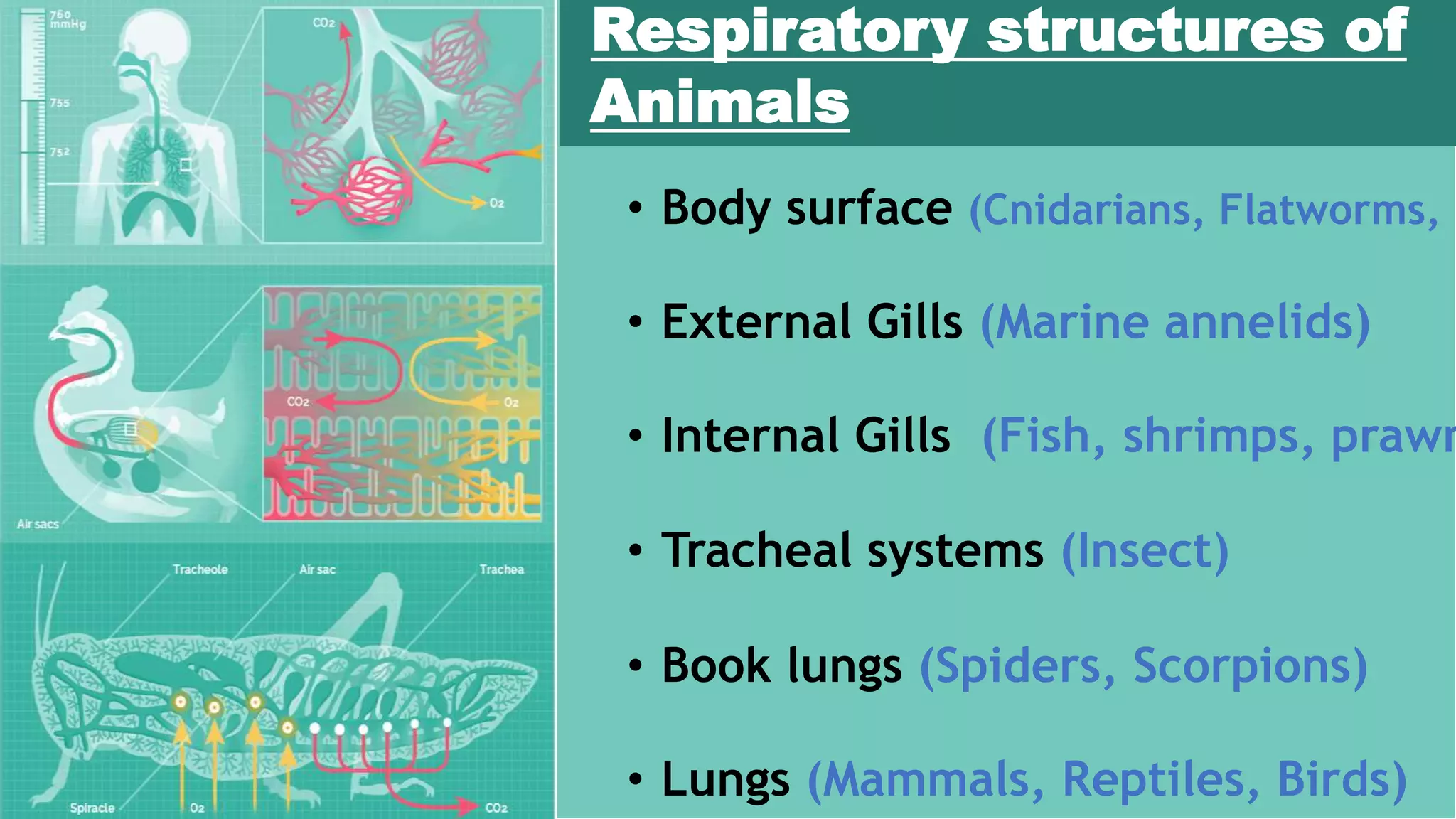 Respiratory structures of
Animals
• Body surface (Cnidarians, Flatworms, E
• External Gills (Marine annelids)
• Internal Gills (Fish, shrimps, prawn
• Tracheal systems (Insect)
• Book lungs (Spiders, Scorpions)
• Lungs (Mammals, Reptiles, Birds)
 