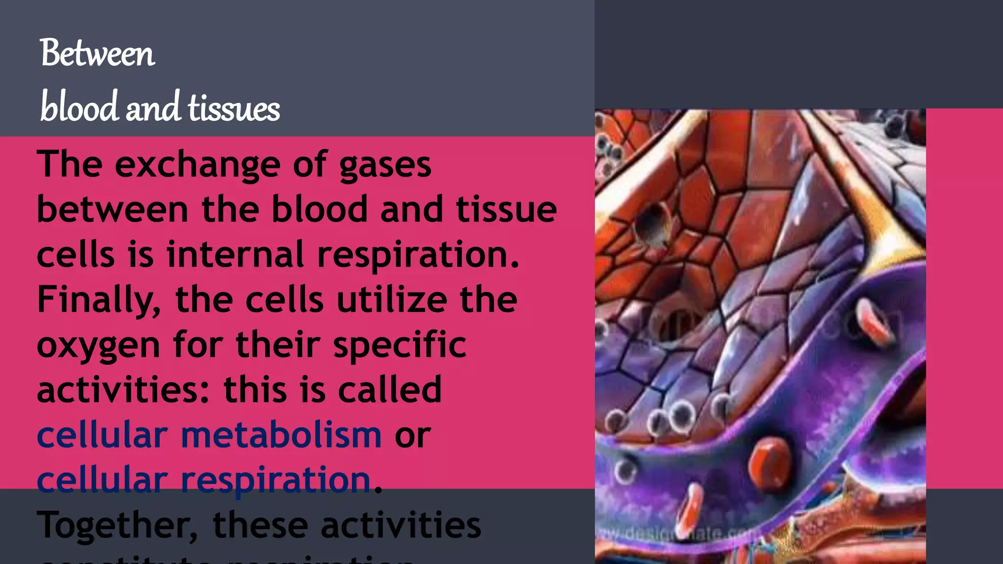 The exchange of gases
between the blood and tissue
cells is internal respiration.
Finally, the cells utilize the
oxygen for their specific
activities: this is called
cellular metabolism or
cellular respiration.
Together, these activities
Between
blood and tissues
 