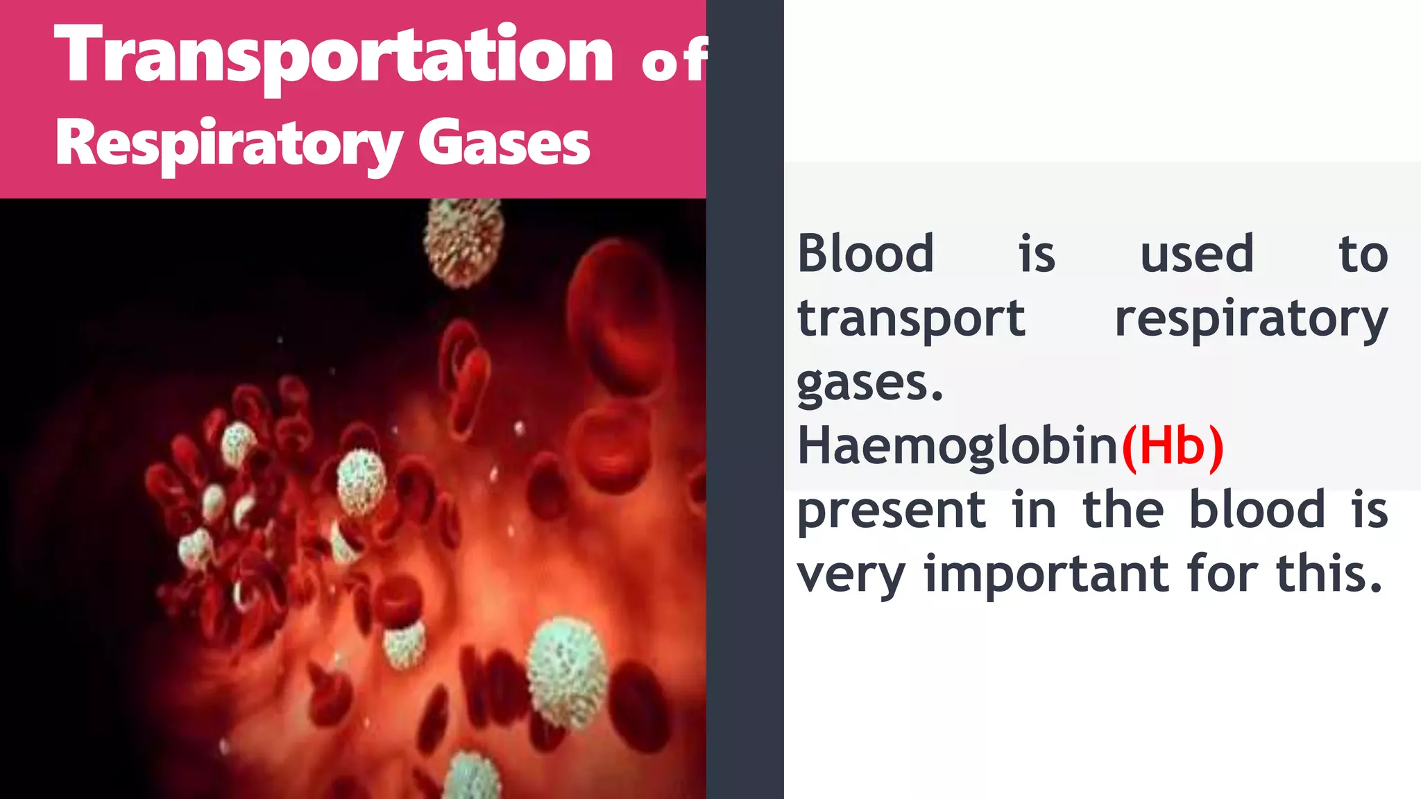 Transportation of
Respiratory Gases
Blood is used to
transport respiratory
gases.
Haemoglobin(Hb)
present in the blood is
very important for this.
 