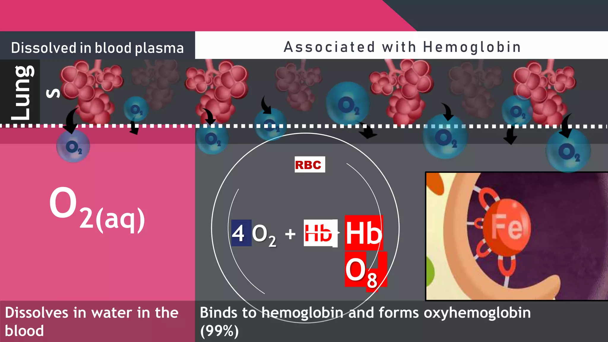 O2(aq) 4 O2 + Hb Hb
O8
Dissolves in water in the
blood
Lung
s
Dissolved in blood plasma Associated with Hemoglobin
Binds to hemoglobin and forms oxyhemoglobin
(99%)
RBC
 