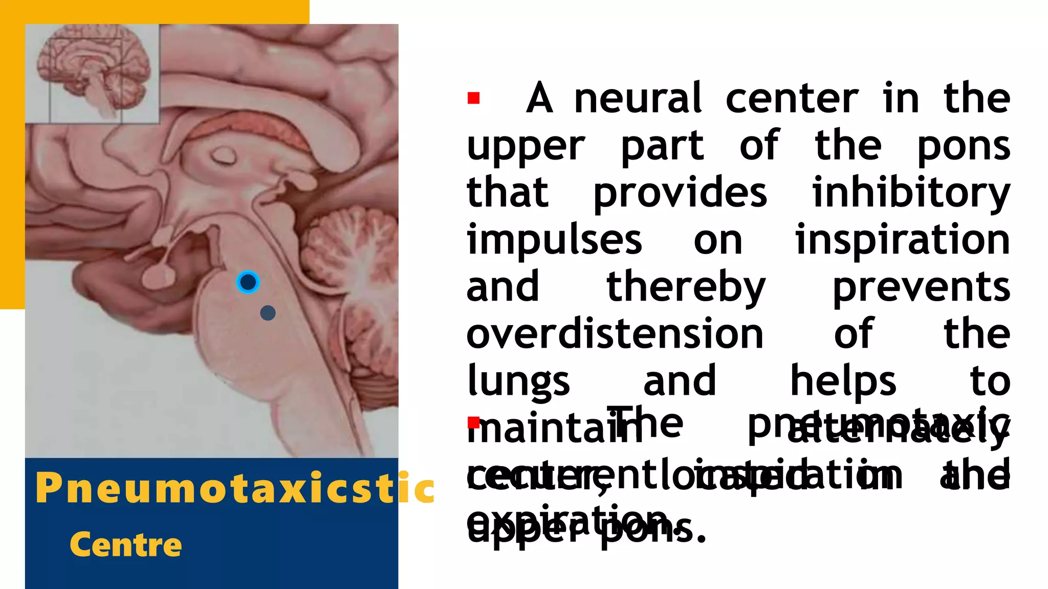 Centre
▪ A neural center in the
upper part of the pons
that provides inhibitory
impulses on inspiration
and thereby prevents
overdistension of the
lungs and helps to
maintain alternately
recurrent inspiration and
expiration.
▪ The pneumotaxic
center, located in the
upper pons.
Pneumotaxicstic
 