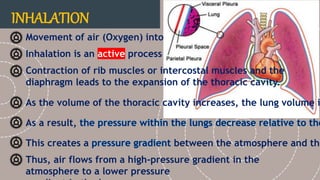 Respiratory System.pptx