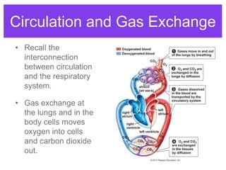 Respiratory System by Dr Shivam Mishra Sir | Respiratory System for ...
