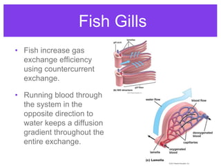 Countercurrent Diffusion Respiratory System by Dr Shivam Mishra Sir | Respiratory System for ...