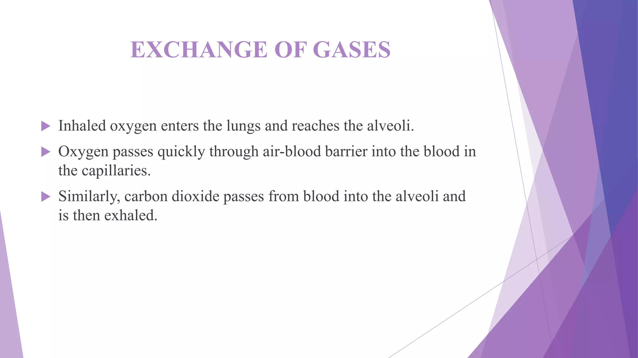 EXCHANGE OF GASES
 Inhaled oxygen enters the lungs and reaches the alveoli.
 Oxygen passes quickly through air-blood barrier into the blood in
the capillaries.
 Similarly, carbon dioxide passes from blood into the alveoli and
is then exhaled.
 