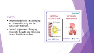Respiratory system.pptx