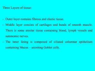 Respiratory System.pptx