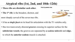 Respiratory System.pdf