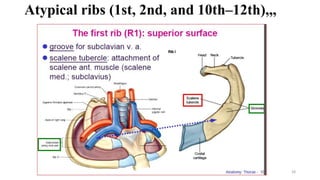 Respiratory System.pdf