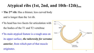 Respiratory System.pdf