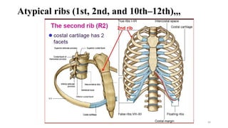 Respiratory System.pdf