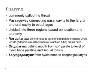 Pharynx
 commonly called the throat
 Passageway connecting nasal cavity to the larynx
and oral cavity to esophagus
 divided into three regions based on location and
anatomy—
 Nasopharynx behind nose to level of soft palate includes uvula
tonsils (adenoids) auditory tube (eustachian tube) drains here
 Oropharynx behind mouth from soft palate to level of
hyoid bone palatine and lingual tonsils
 Laryngopharynx from hyoid bone to esophagus/larynx
 