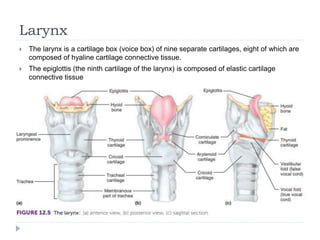 Larynx
 The larynx is a cartilage box (voice box) of nine separate cartilages, eight of which are
composed of hyaline cartilage connective tissue.
 The epiglottis (the ninth cartilage of the larynx) is composed of elastic cartilage
connective tissue
 