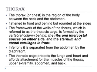 THORAX
 The thorax (or chest) is the region of the body
between the neck and the abdomen.
 flattened in front and behind but rounded at the sides
 The framework of the walls of the thorax, which is
referred to as the thoracic cage, is formed by the
vertebral column behind, the ribs and intercostal
spaces on either side, and the sternum and
costal cartilages in front.
 Inferiorly it is separated from the abdomen by the
diaphragm.
 The thoracic cage protects the lungs and heart and
affords attachment for the muscles of the thorax,
upper extremity, abdomen, and back.
 