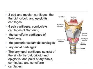  3 odd-and median cartilages: the
thyroid, cricoid and epiglottis
cartilages.
 4 pair cartilages: corniculate
cartilages of Santorini,
 the cuneiform cartilages of
Wrisberg,
 the posterior sesamoid cartilages
 arytenoid cartilages.
 The laryngeal cartilages consist of
the single thyroid, cricoid and
epiglottis, and pairs of arytenoid,
corniculate and cuneiform
cartilages
 