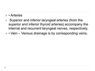  • Arteries
 Superior and inferior laryngeal arteries (from the
superior and inferior thyroid arteries) accompany the
internal and recurrent laryngeal nerves, respectively.
 • Vein – Venous drainage is by corresponding veins.
 