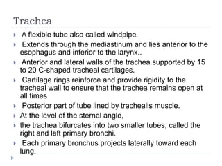 Trachea
 A flexible tube also called windpipe.
 Extends through the mediastinum and lies anterior to the
esophagus and inferior to the larynx..
 Anterior and lateral walls of the trachea supported by 15
to 20 C-shaped tracheal cartilages.
 Cartilage rings reinforce and provide rigidity to the
tracheal wall to ensure that the trachea remains open at
all times
 Posterior part of tube lined by trachealis muscle.
 At the level of the sternal angle,
 the trachea bifurcates into two smaller tubes, called the
right and left primary bronchi.
 Each primary bronchus projects laterally toward each
lung.
 