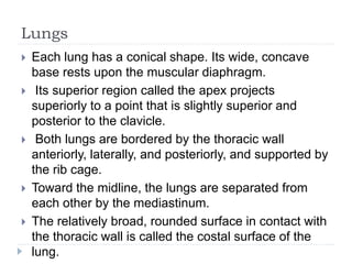 Lungs
 Each lung has a conical shape. Its wide, concave
base rests upon the muscular diaphragm.
 Its superior region called the apex projects
superiorly to a point that is slightly superior and
posterior to the clavicle.
 Both lungs are bordered by the thoracic wall
anteriorly, laterally, and posteriorly, and supported by
the rib cage.
 Toward the midline, the lungs are separated from
each other by the mediastinum.
 The relatively broad, rounded surface in contact with
the thoracic wall is called the costal surface of the
lung.
 