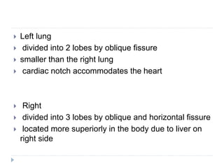  Left lung
 divided into 2 lobes by oblique fissure
 smaller than the right lung
 cardiac notch accommodates the heart
 Right
 divided into 3 lobes by oblique and horizontal fissure
 located more superiorly in the body due to liver on
right side
 