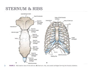 STERNUM & RIBS
 