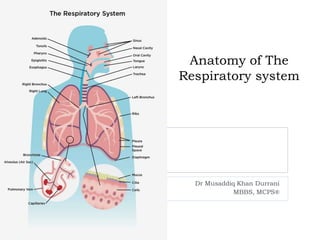 Anatomy of The
Respiratory system
Dr Musaddiq Khan Durrani
MBBS, MCPS®
 