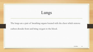 Lungs
3/25/2024 10
The lungs are a pair of breathing organs located with the chest which remove
carbon dioxide from and bring oxygen to the blood.
 