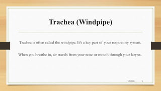 Trachea (Windpipe)
Trachea is often called the windpipe. It's a key part of your respiratory system.
When you breathe in, air travels from your nose or mouth through your larynx.
3/25/2024 8
 