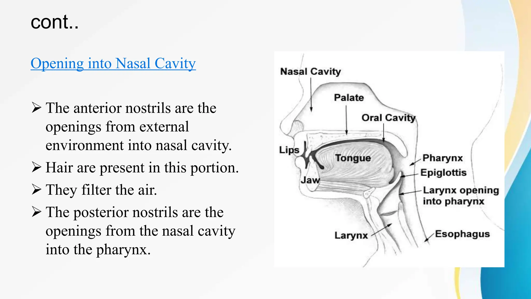 cont..
Opening into Nasal Cavity
 The anterior nostrils are the
openings from external
environment into nasal cavity.
 Hair are present in this portion.
 They filter the air.
 The posterior nostrils are the
openings from the nasal cavity
into the pharynx.
 