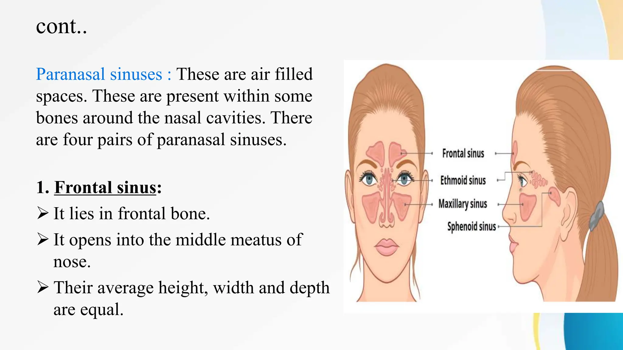 cont..
Paranasal sinuses : These are air filled
spaces. These are present within some
bones around the nasal cavities. There
are four pairs of paranasal sinuses.
1. Frontal sinus:
 It lies in frontal bone.
 It opens into the middle meatus of
nose.
 Their average height, width and depth
are equal.
 